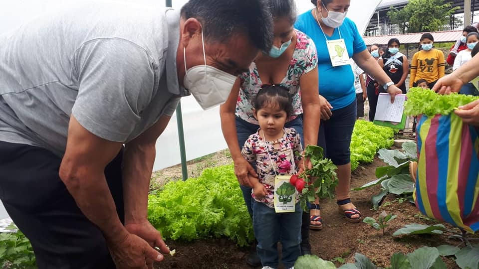 El Arq. Guidmon Tamayo, Alcalde del GAD Mera, y su esposa, Sra. Leslie Guerrero, participaron de la primera cosecha de las hortalizas cultivas en el vivero del CDI Caritas Alegres