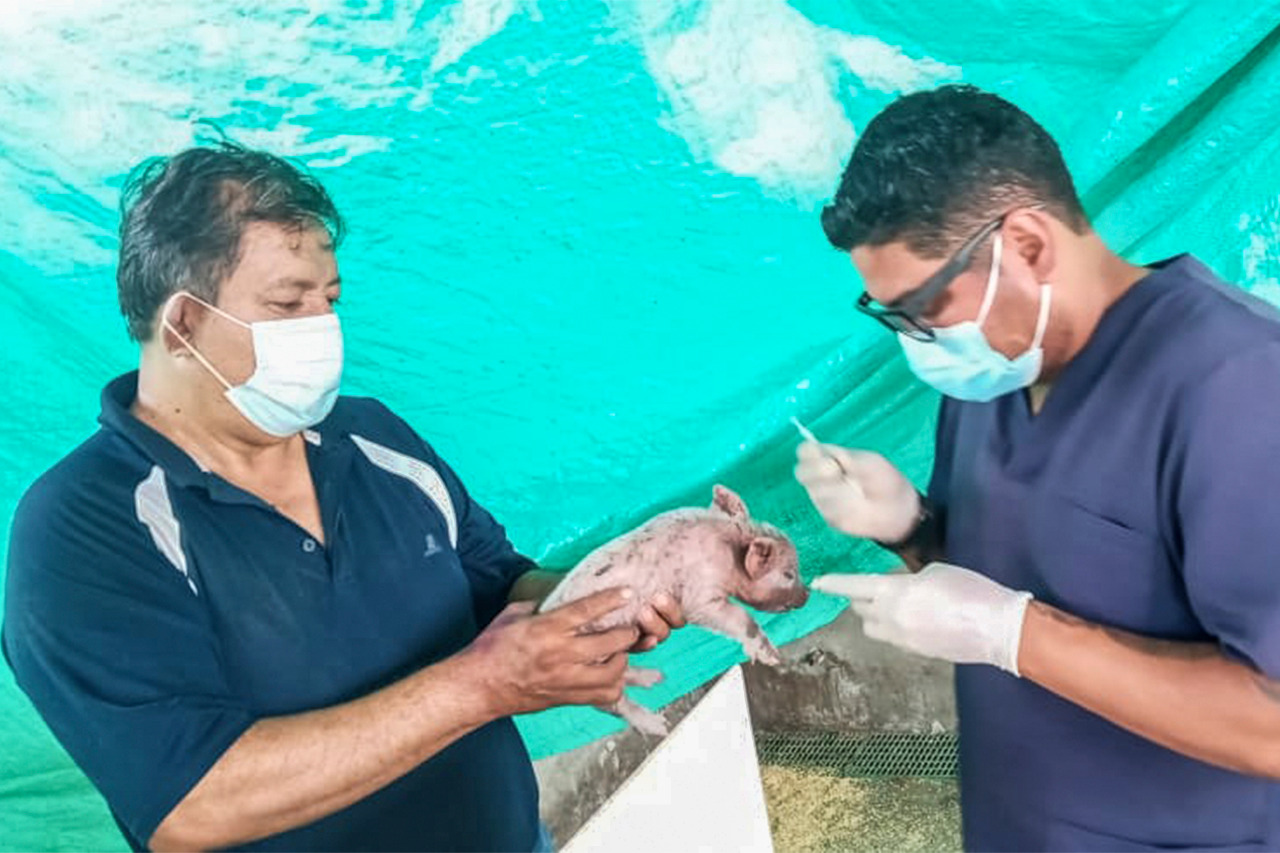 ¡Médicos Veterinarios de la Prefectura de Pastaza atendieron  emergencias veterinarias  durante este fin de semana!