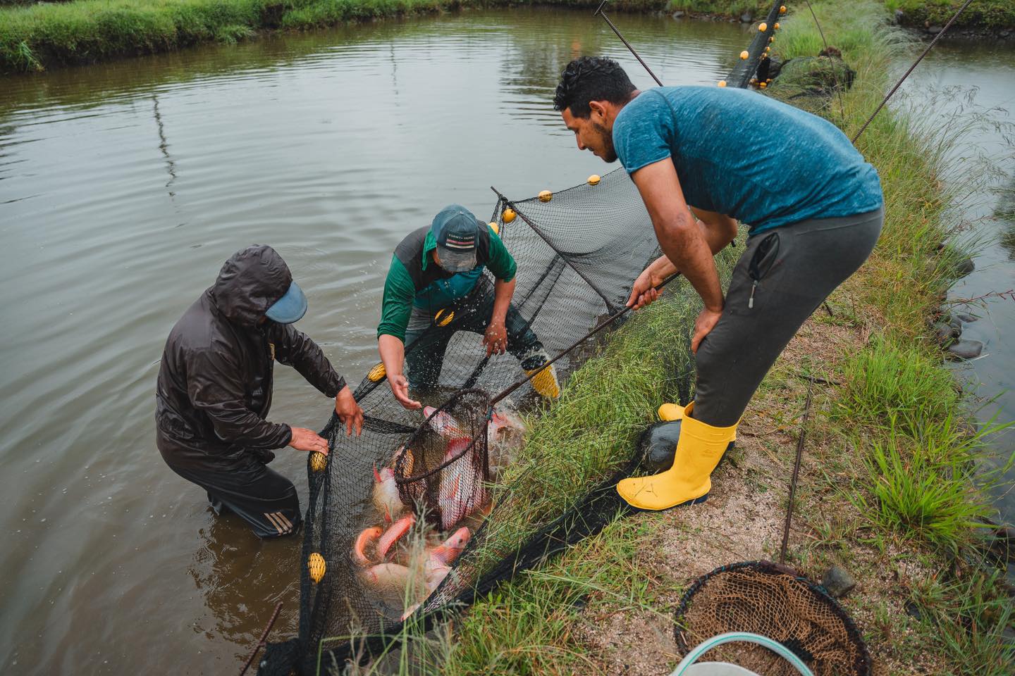 Vamos a repotenciar la producción piscícola  de Pastaza