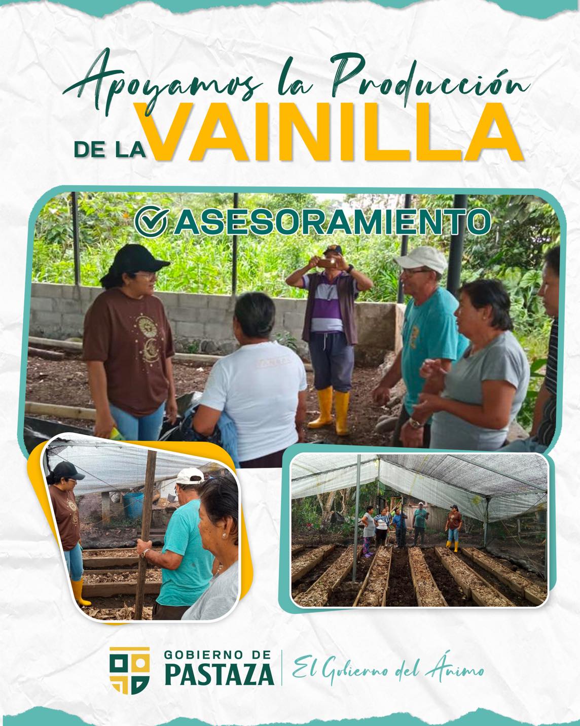 La Vainilla crece en Pastaza !