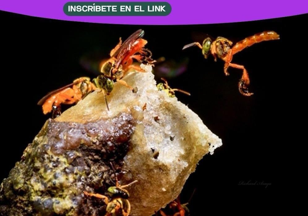 Inscríbete en el II Encuentro de Meliponicultura y Apicultura en Pastaza