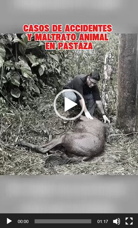 (VIDEO) BIENESTAR ANIMAL