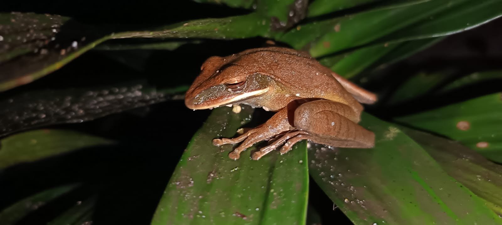 INVESTIGACIÓN Y DIVULGACIÓN CIENTÍFICA EN LA ESTACION BIOLOGICA PINDO MIRADOR